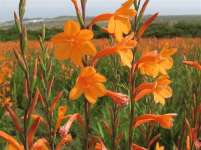 watsonia