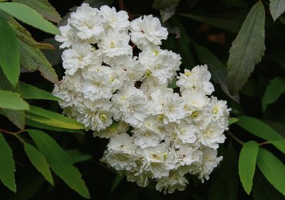 spiraea