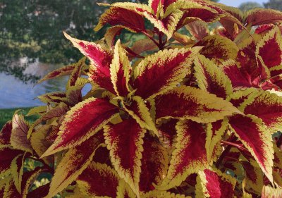 coleus