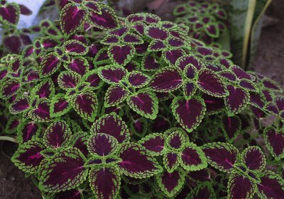 coleus