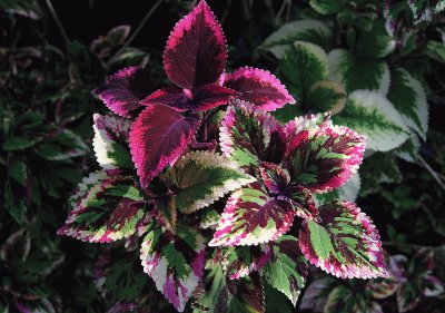 coleus