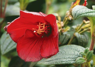 tibouchina