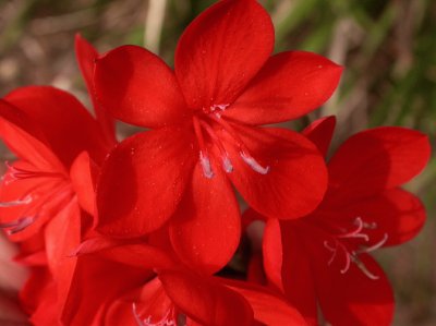 watsonia