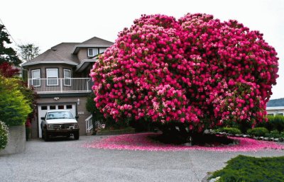 arbol rojo