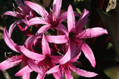 crinium