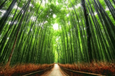 Paseo de BambuÌ, Kyoto, JapoÌn