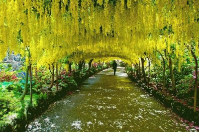 tunel laburnun en los jardines bondnant, reino uni