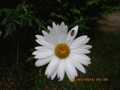 A Margarida e a Abelha