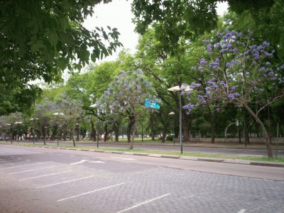 Belgrano avenue