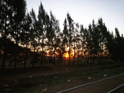 Pines at sunset