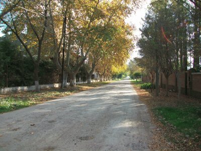 Street in may