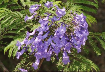 jacarandÃ¡