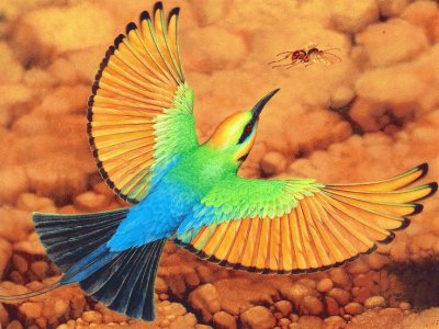 Rainbow Bee Eater