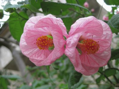 abutilon