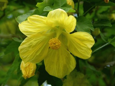 abutilon