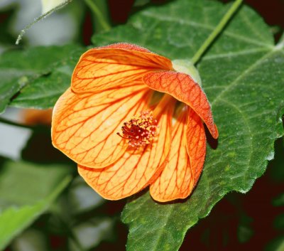 abutilon