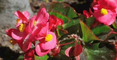 begonia