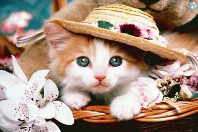 gatito con sombrero