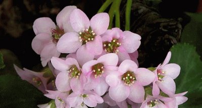 hortensia de invierno