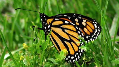 mariposa monarca