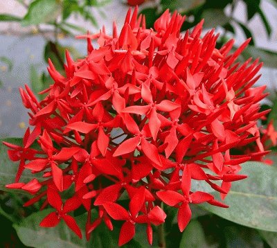 ixora