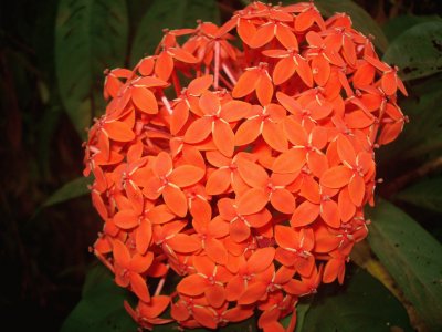 ixora