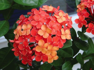 ixora