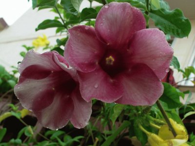 allamanda