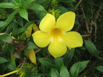 allamanda