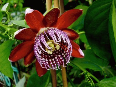 passiflora alata