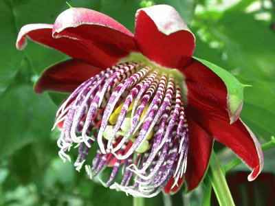 passiflora alata