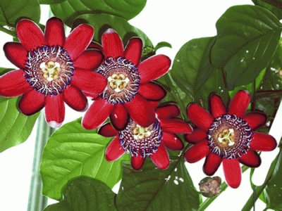 passiflora alata