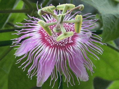 passiflora