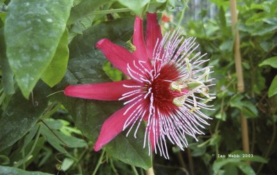 passiflora