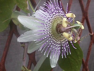 passiflora