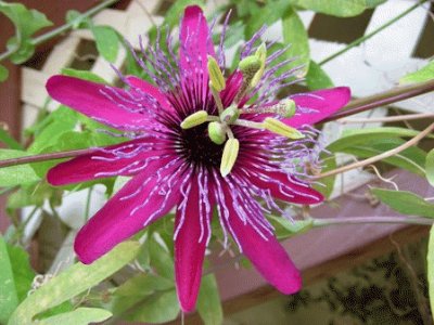 passiflora