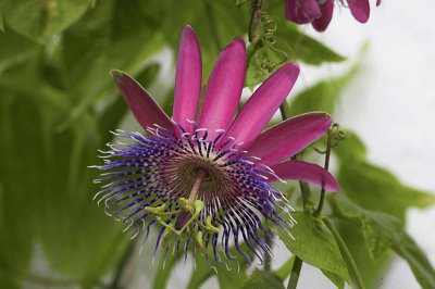 passiflora