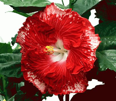 hibiscus