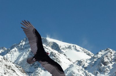 CÃ³ndor en la Patagonia argentina