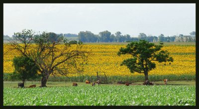 Tomada en Entre RÃ­os. Argentina