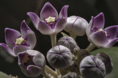 calotropis