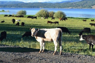 cows in field