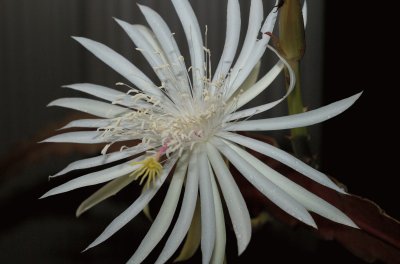 epiphyllum