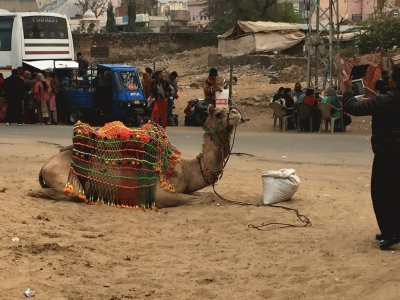 Dromedario preparado para montaria - India