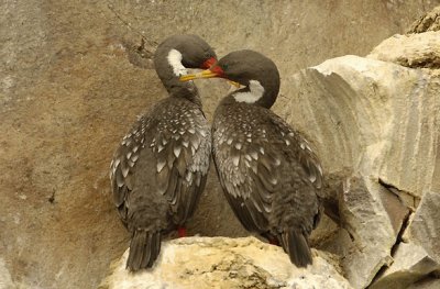 Cormoranes en Puerto Deseado. Patagonia argentina