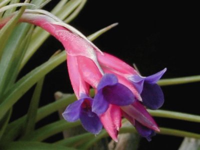 tillandsia