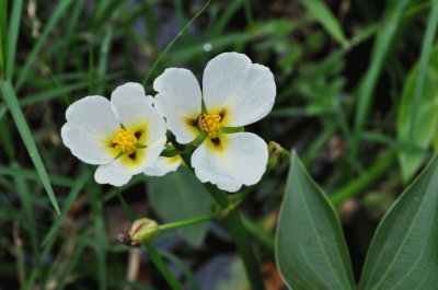 sagittaria