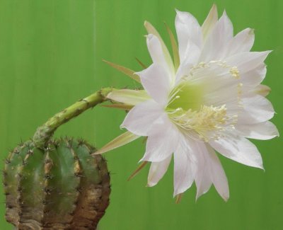 echinopsis