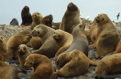 Lobos marinos en Puerto Deseado. Argentina