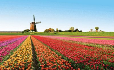 Los molinos y los tulipanes de Holanda